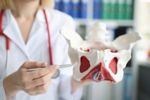 Doctor gynecologist showing layout of female pelvis with muscles closeup / blog - benefits of pelvic floor therapy